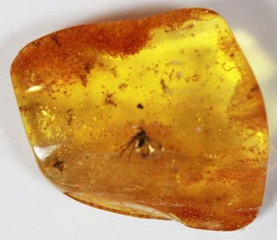 Baltic Amber specimen with insect & plant inclusions.   15.00 carats.