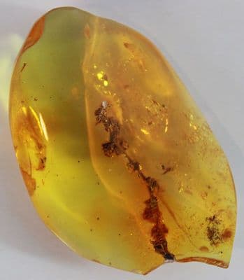 Baltic Amber specimen with Thuja Twig inclusion.   21.75 carats.