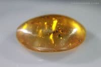 Burmite Amber cabochon, Myanmar. 20.27 carats.