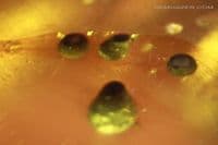 Burmite Amber cabochon, Myanmar. 20.27 carats.