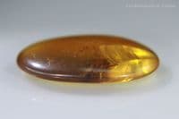 Burmite Amber cabochon with Cicada insect inclusion, Myanmar. 3.28 carats.