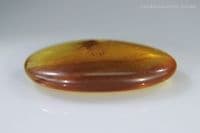 Burmite Amber cabochon with Cicada insect inclusion, Myanmar. 3.28 carats.