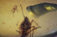 Burmite Amber cabochon with Cicada insect inclusion, Myanmar. 3.28 carats.