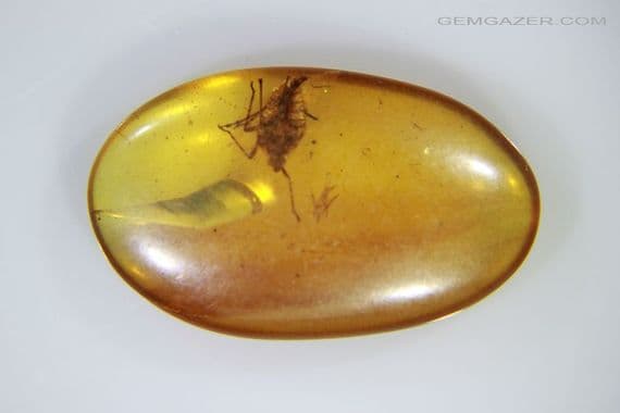 Burmite Amber cabochon with Cicada insect inclusion, Myanmar. 3.28 carats.
