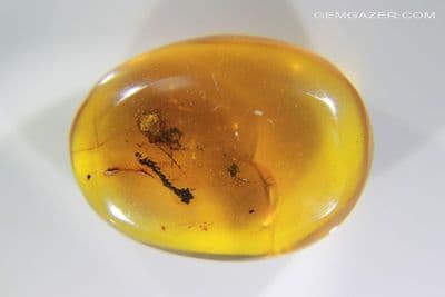 Burmite Amber cabochon with Cockroach (Cicada) insect inclusion, Myanmar. 21.53 carats / 4.30 grams.