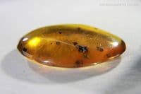Burmite Amber cabochon with Flower and Shell inclusions, Myanmar. 9.42 carats.