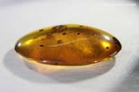 Burmite Amber cabochon with Flower and Shell inclusions, Myanmar. 9.42 carats.