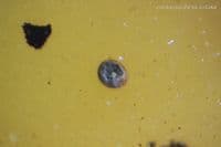 Burmite Amber cabochon with Flower and Shell inclusions, Myanmar. 9.42 carats.