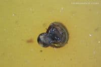 Burmite Amber cabochon with Flower and Shell inclusions, Myanmar. 9.42 carats.
