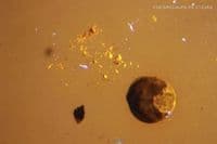 Burmite Amber cabochon with Flower and Shell inclusions, Myanmar. 9.42 carats.