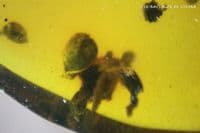 Burmite Amber cabochon with Flower and Shell inclusions, Myanmar. 9.42 carats.