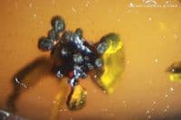 Burmite Amber cabochon with Flower and Shell inclusions, Myanmar. 9.42 carats.