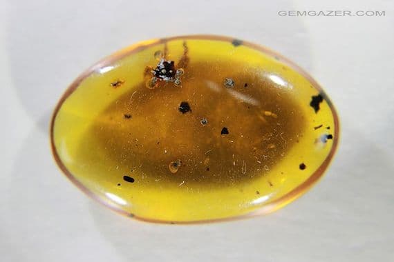 Burmite Amber cabochon with Flower and Shell inclusions, Myanmar. 9.42 carats.