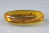 Burmite Amber cabochon with Millipede, Myanmar. 2.41 carats.