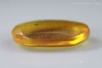 Burmite Amber cabochon with Millipede, Myanmar. 2.41 carats.