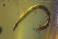 Burmite Amber cabochon with Millipede, Myanmar. 2.41 carats.