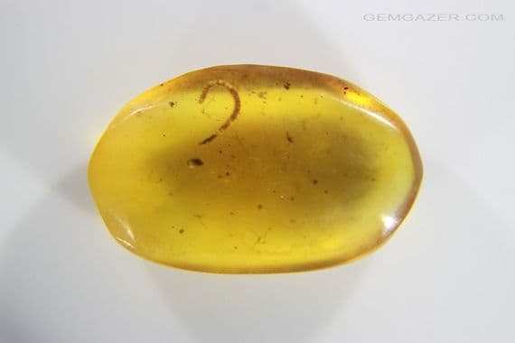 Burmite Amber cabochon with Millipede, Myanmar. 2.41 carats.