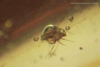 Burmite Amber cabochon with, Mosquito, Fly swarm etc. Myanmar. 13.30 carats.  ** SOLD **