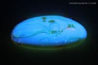 Burmite Amber cabochon with, Mosquito, Fly swarm etc. Myanmar. 13.30 carats.  ** SOLD **