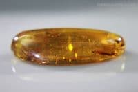 Burmite Amber cabochon with, Mosquito, Fly swarm etc. Myanmar. 13.30 carats.  ** SOLD **