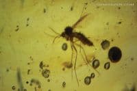 Burmite Amber cabochon with, Mosquito, Fly swarm etc. Myanmar. 13.30 carats.  ** SOLD **