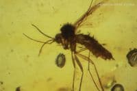 Burmite Amber cabochon with, Mosquito, Fly swarm etc. Myanmar. 13.30 carats.  ** SOLD **