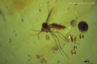 Burmite Amber cabochon with, Mosquito, Fly swarm etc. Myanmar. 13.30 carats.  ** SOLD **