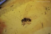 Burmite Amber cabochon with, Mosquito, Fly swarm etc. Myanmar. 13.30 carats.  ** SOLD **