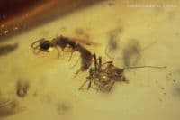 Burmite Amber cabochon with, Mosquito, Fly swarm etc. Myanmar. 13.30 carats.  ** SOLD **