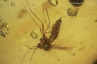 Burmite Amber cabochon with, Mosquito, Fly swarm etc. Myanmar. 13.30 carats.  ** SOLD **