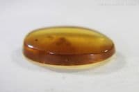 Burmite Amber cabochon with Mosquito inclusion, Myanmar. 1.83 carats.
