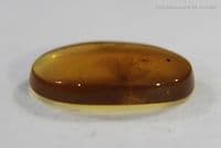 Burmite Amber cabochon with Mosquito inclusion, Myanmar. 1.83 carats.