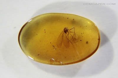 Burmite Amber cabochon with Mosquito inclusion, Myanmar. 1.83 carats.