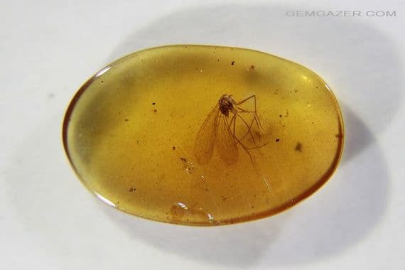 Burmite Amber cabochon with Mosquito inclusion, Myanmar. 1.83 carats.