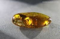Burmite Amber cabochon with multiple insect inclusions,  Myanmar. 16.82 carats.