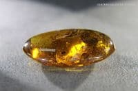 Burmite Amber cabochon with multiple insect inclusions,  Myanmar. 16.82 carats.
