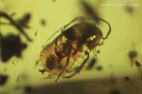 Burmite Amber cabochon with multiple insect inclusions,  Myanmar. 16.82 carats.