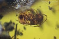 Burmite Amber cabochon with multiple insect inclusions,  Myanmar. 16.82 carats.