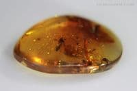 Burmite Amber cabochon with Scorpion insect inclusions, Myanmar, 4.90 carats / 0.98 grams.