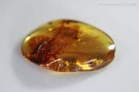 Burmite Amber cabochon with Scorpion insect inclusions, Myanmar, 4.90 carats / 0.98 grams.