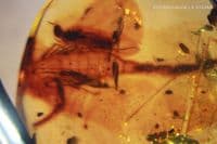 Burmite Amber cabochon with Scorpion insect inclusions, Myanmar, 4.90 carats / 0.98 grams.