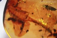 Burmite Amber cabochon with Scorpion insect inclusions, Myanmar, 4.90 carats / 0.98 grams.