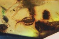 Burmite Amber cabochon with Scorpion insect inclusions, Myanmar, 4.90 carats / 0.98 grams.