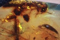 Burmite Amber cabochon with Scorpion insect inclusions, Myanmar, 4.90 carats / 0.98 grams.