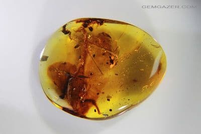 Burmite Amber cabochon with Scorpion insect inclusions, Myanmar, 4.90 carats / 0.98 grams.