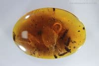 Burmite Amber cabochon with Snail & Centipede inclusions, Myanmar. 7.85 carats.