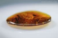 Burmite Amber cabochon with Snail & Centipede inclusions, Myanmar. 7.85 carats.