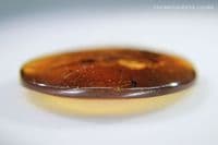 Burmite Amber cabochon with Snail & Centipede inclusions, Myanmar. 7.85 carats.