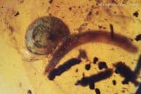 Burmite Amber cabochon with Snail & Centipede inclusions, Myanmar. 7.85 carats.