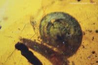 Burmite Amber cabochon with Snail & Centipede inclusions, Myanmar. 7.85 carats.